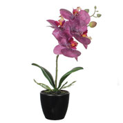plante artificielle - phalaenopsis violet -mica